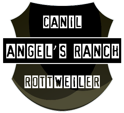 Canil Angels Ranch Rottweiller - Cerquilho - SP