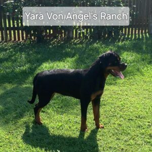 <i class="fas fa-venus"></i> Yara Von Angel´s Ranch