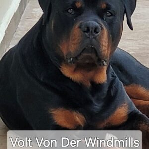 <i class="fas fa-mars"></i> Volt Von Der Windmills