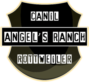 Filhotes de Rottweiler - Canil Angel's Ranch