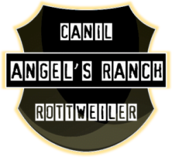 Filhotes de Rottweiler - Canil Angel's Ranch