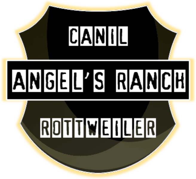 Filhotes de Rottweiler - Canil Angel's Ranch