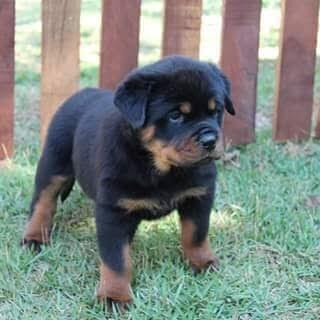 Filhotes de Rottweiler - Canil Angel's Ranch