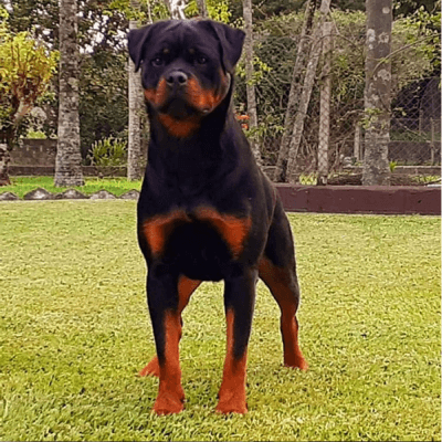 Filhotes de Rottweiler - Canil Angel's Ranch