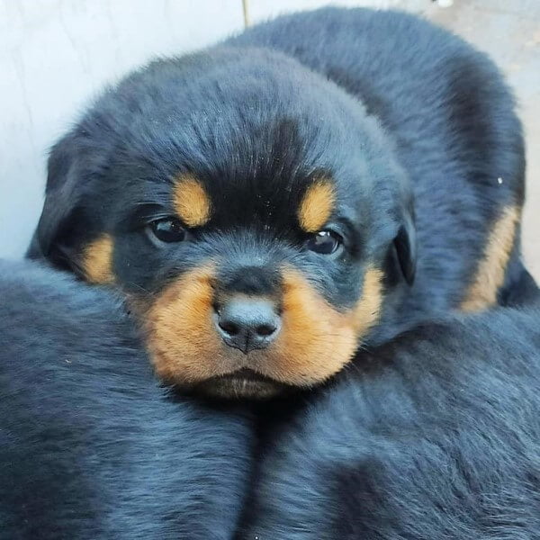 Filhotes de Rottweiler - Canil Angel's Ranch