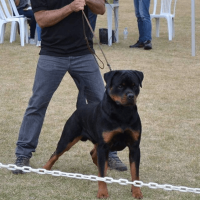 Filhotes de Rottweiler - Canil Angel's Ranch
