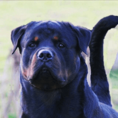 Filhotes de Rottweiler - Canil Angel's Ranch
