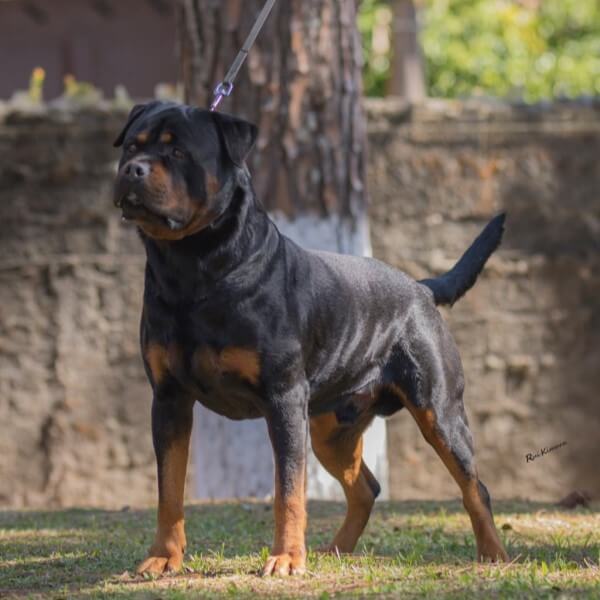 Filhotes de Rottweiler - Canil Angel's Ranch
