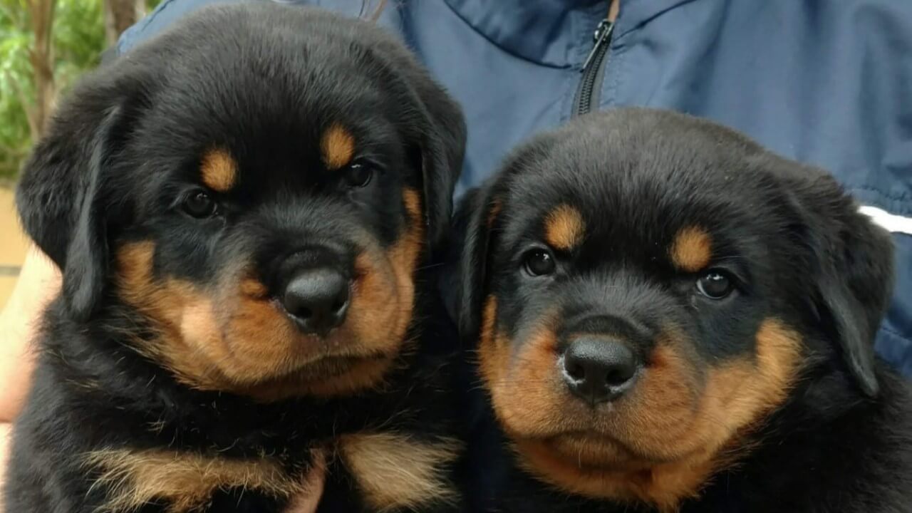 Filhotes de Rottweiler - Canil Angel's Ranch