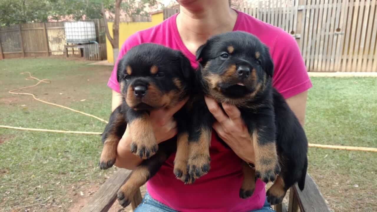 Filhotes de Rottweiler - Canil Angel's Ranch