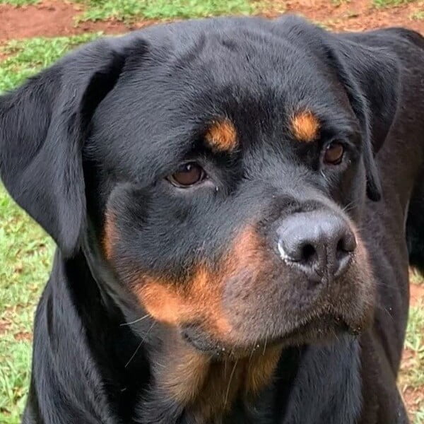 Filhotes de Rottweiler - Canil Angel's Ranch