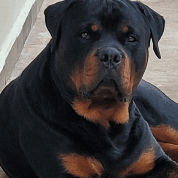 Filhotes de Rottweiler - Canil Angel's Ranch