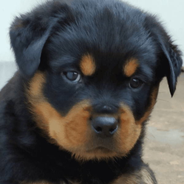 Filhotes de Rottweiler - Canil Angel's Ranch