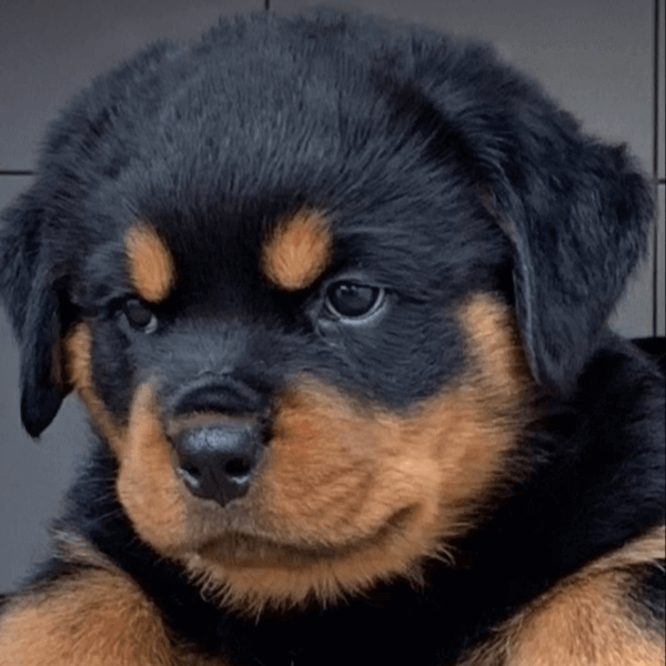 Filhotes de Rottweiler - Canil Angel's Ranch