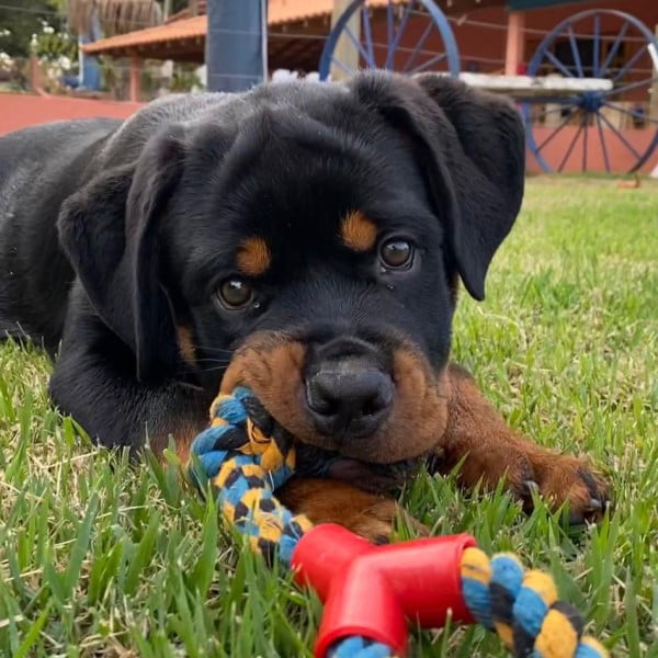 Filhotes de Rottweiler - Canil Angel's Ranch
