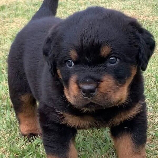 Filhotes de Rottweiler - Canil Angel's Ranch