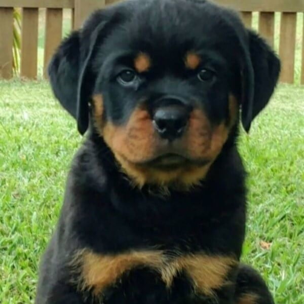 Filhotes de Rottweiler - Canil Angel's Ranch