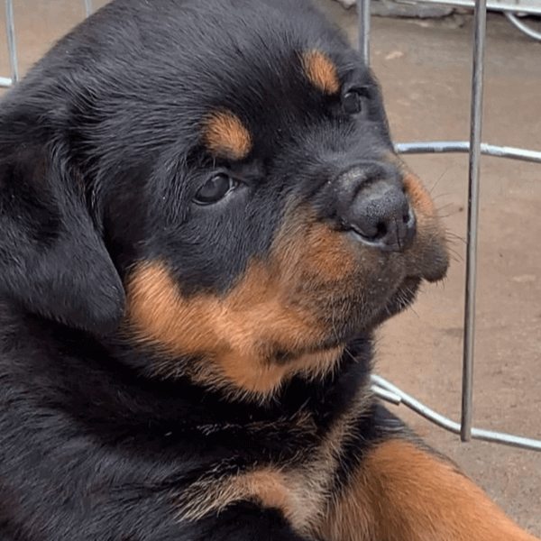 Filhotes de Rottweiler - Canil Angel's Ranch