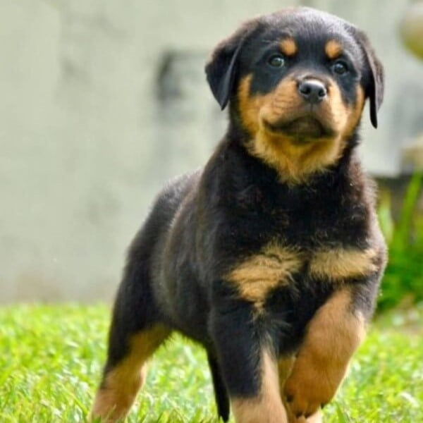 Filhotes de Rottweiler - Canil Angel's Ranch