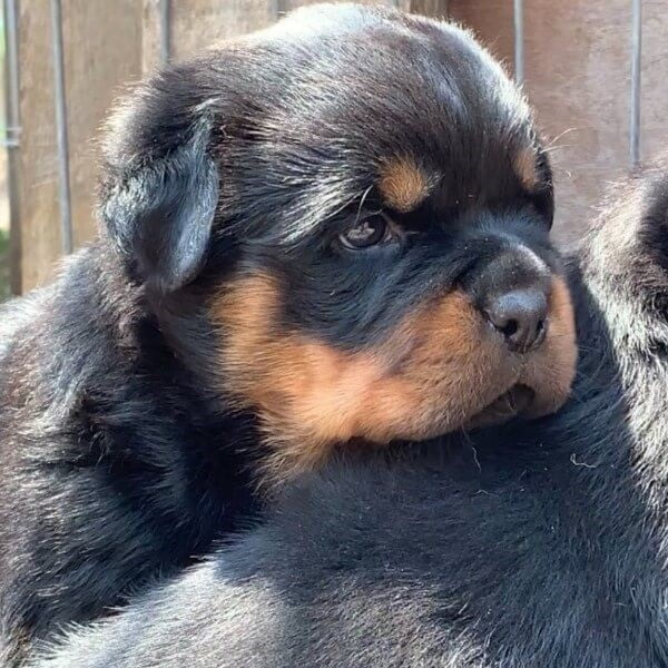 Filhotes de Rottweiler - Canil Angel's Ranch