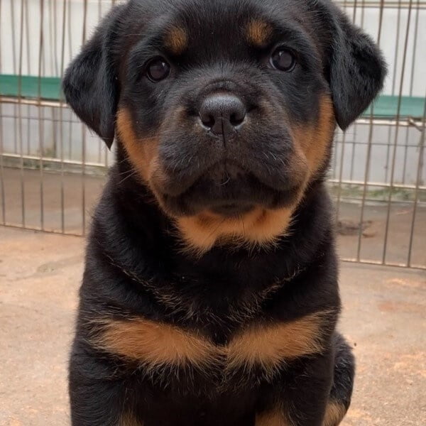 Filhotes de Rottweiler - Canil Angel's Ranch