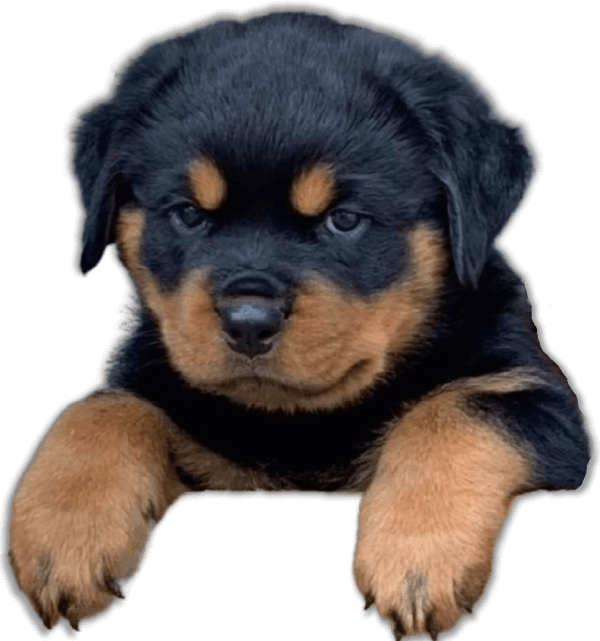 Filhotes de Rottweiler - Canil Angel's Ranch