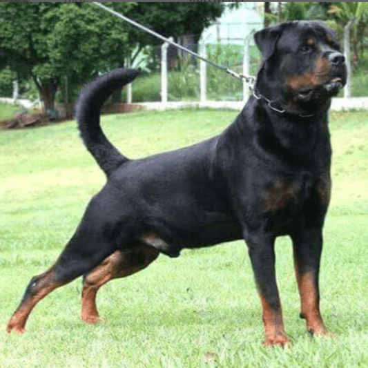 Filhotes de Rottweiler - Canil Angel's Ranch