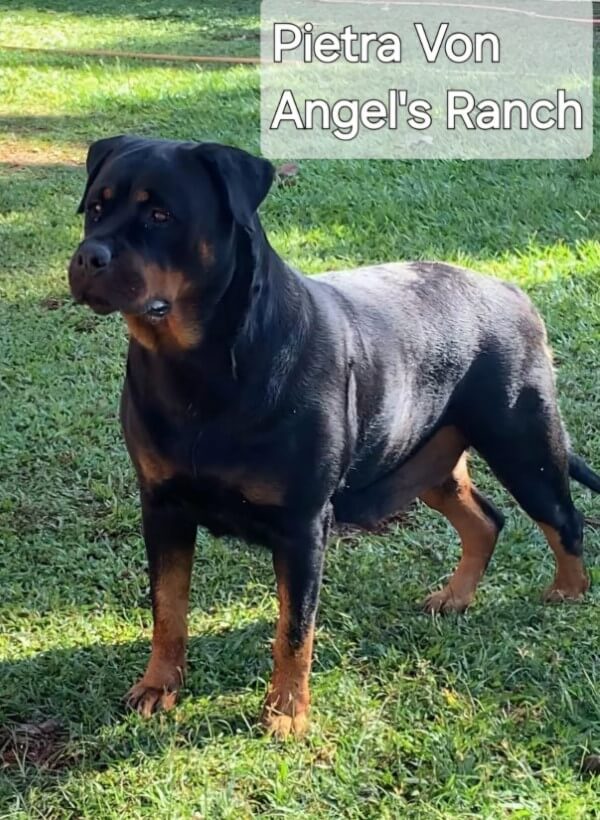 Filhotes de Rottweiler - Canil Angel's Ranch