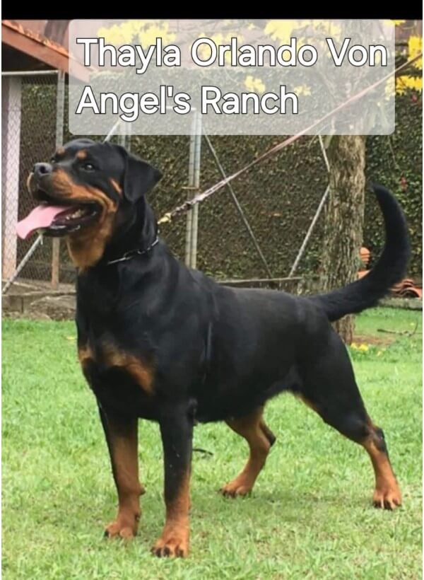 Filhotes de Rottweiler - Canil Angel's Ranch