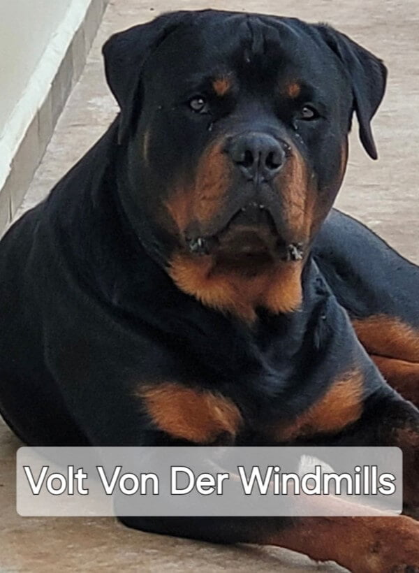 Filhotes de Rottweiler - Canil Angel's Ranch