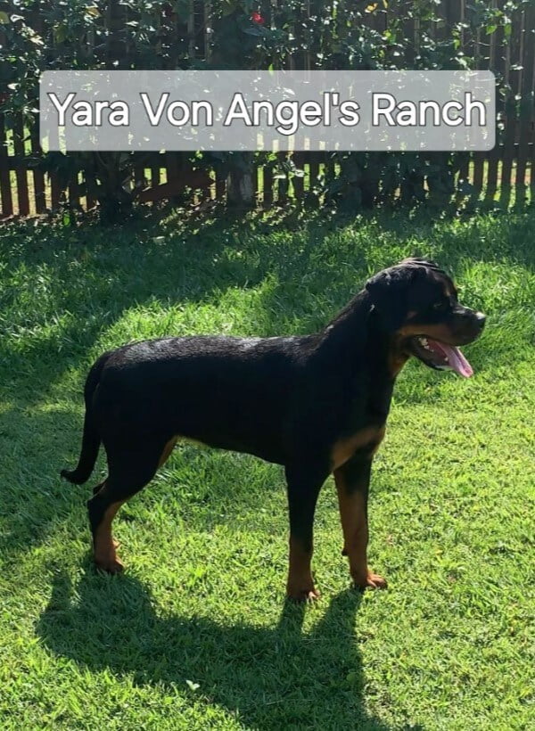 Filhotes de Rottweiler - Canil Angel's Ranch